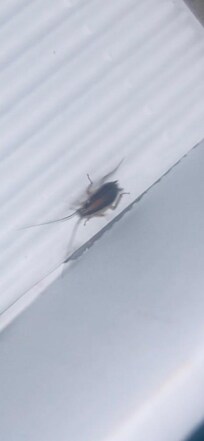 This was one of the many cockroaches we had found. I have plenty more photos and videos.