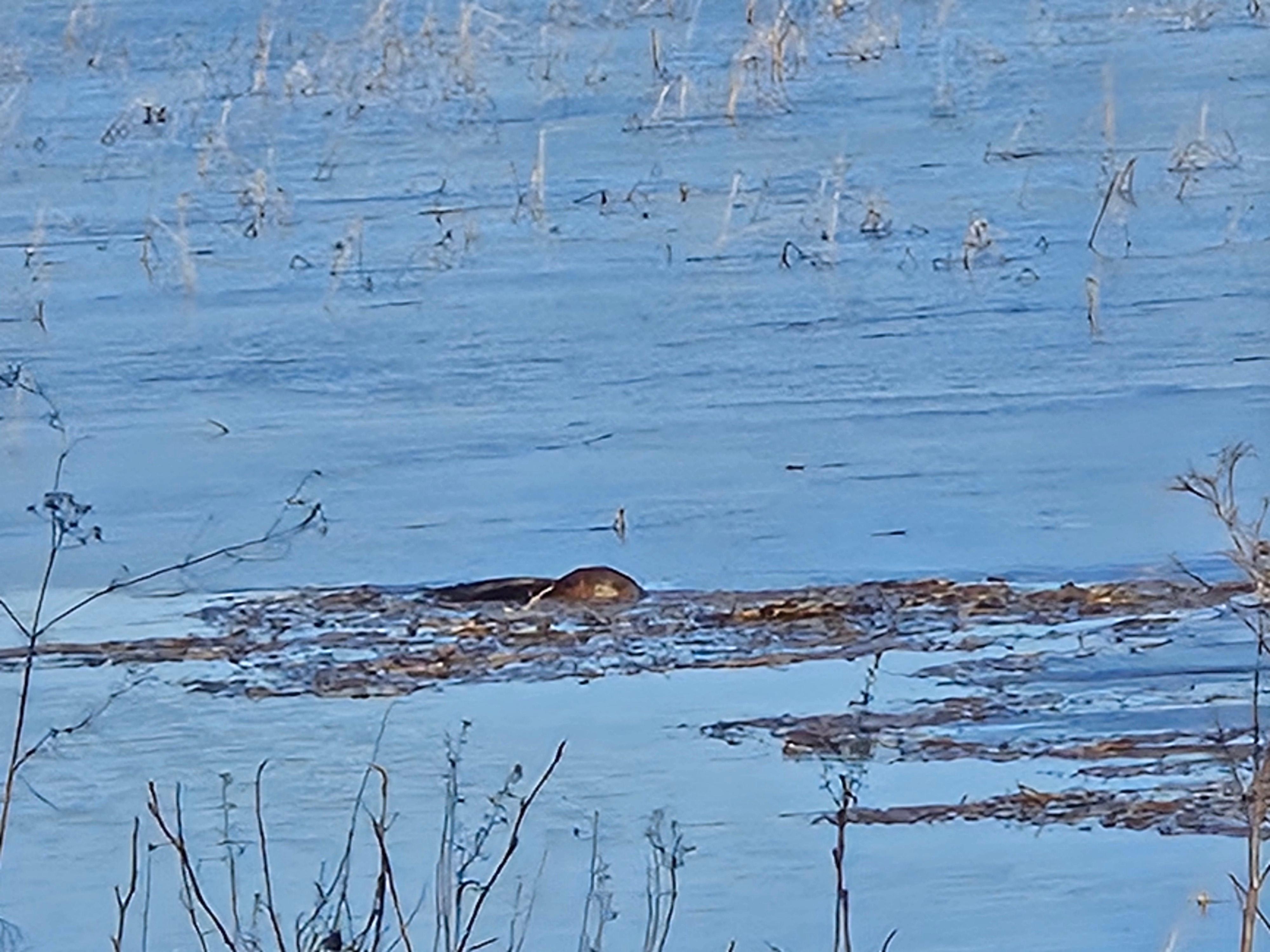 Beaver being busy.