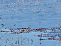 Beaver being busy.