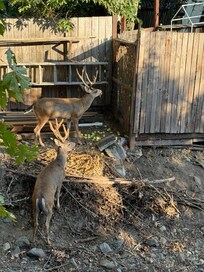 Family of deer I. The back