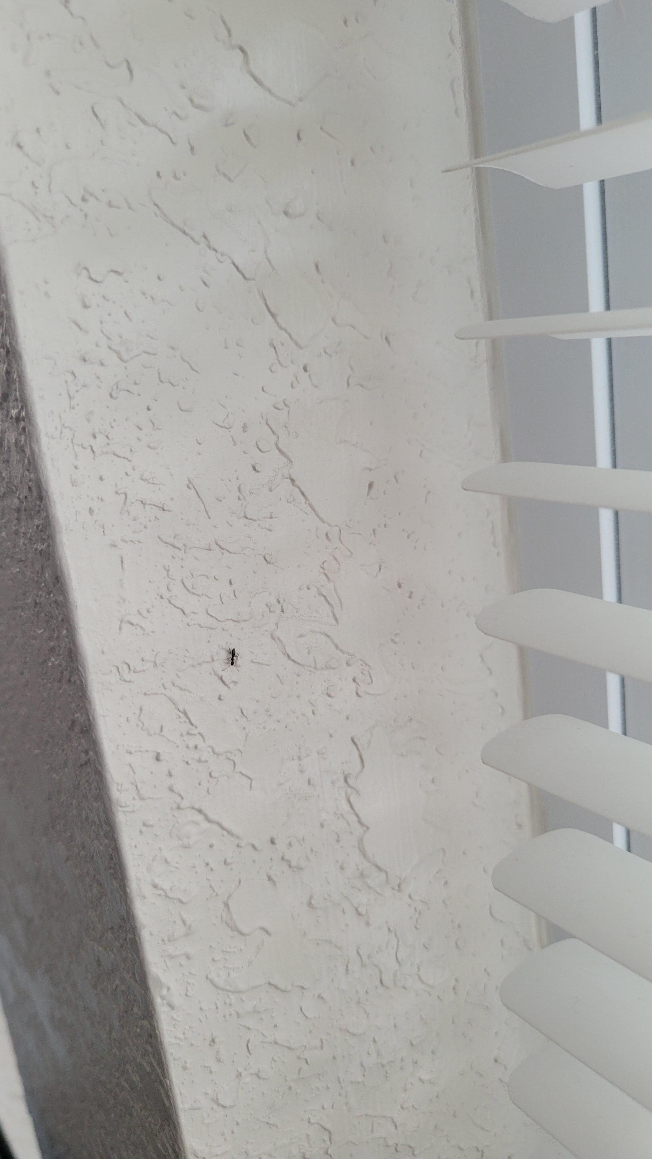 Ants in windows