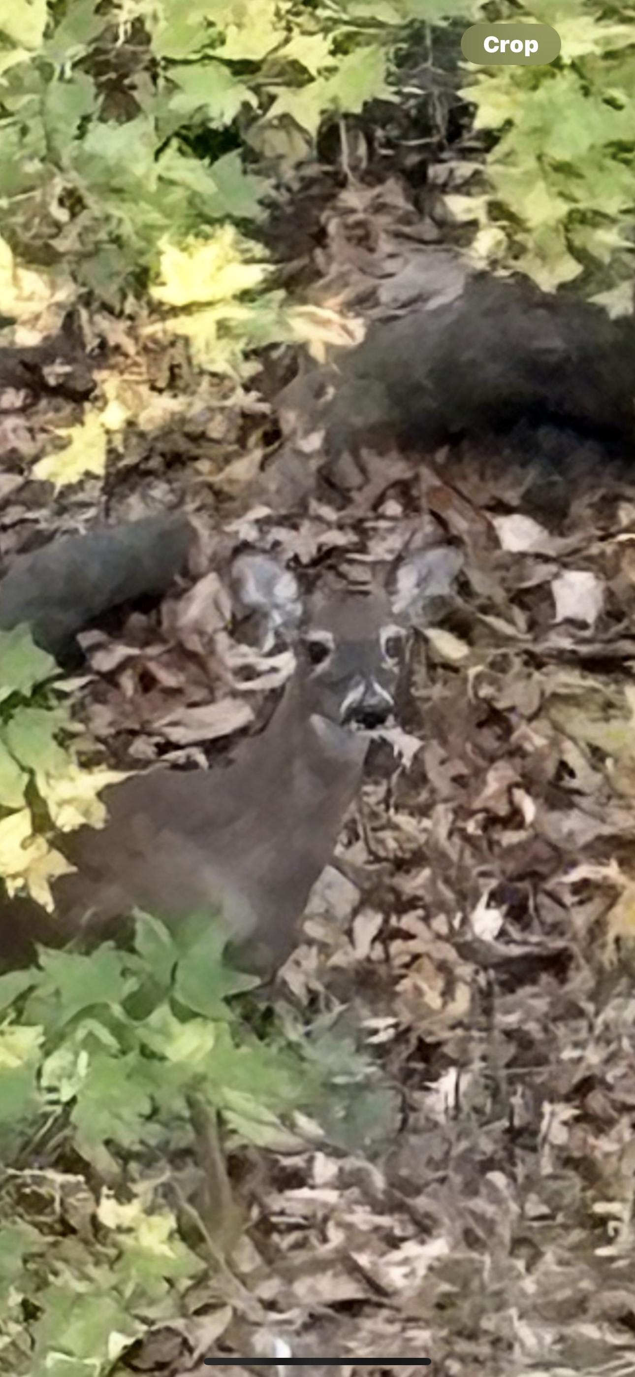 Deer we saw Friday morning!!