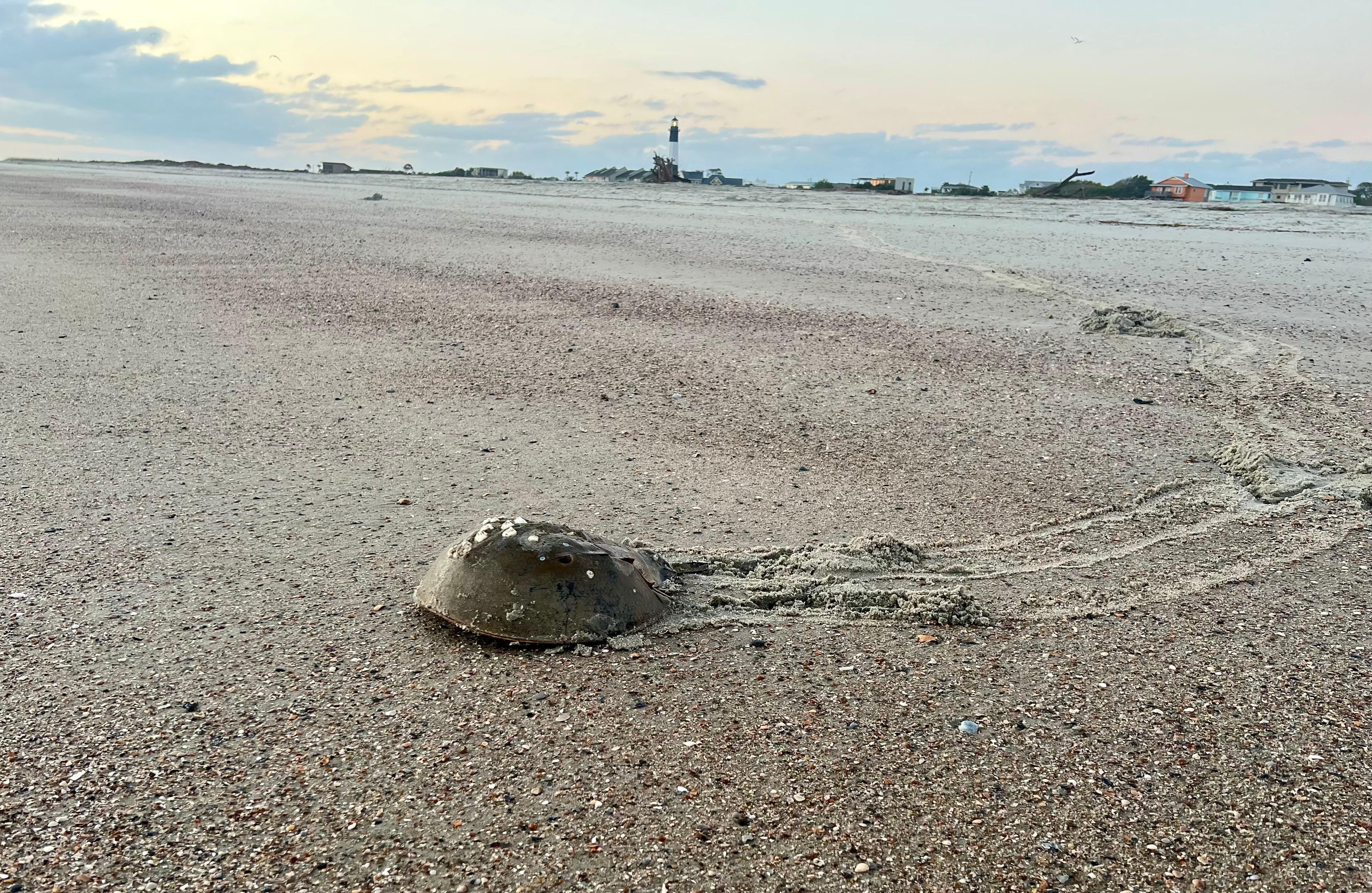 Horseshoe crab on the shore
