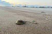 Horseshoe crab on the shore