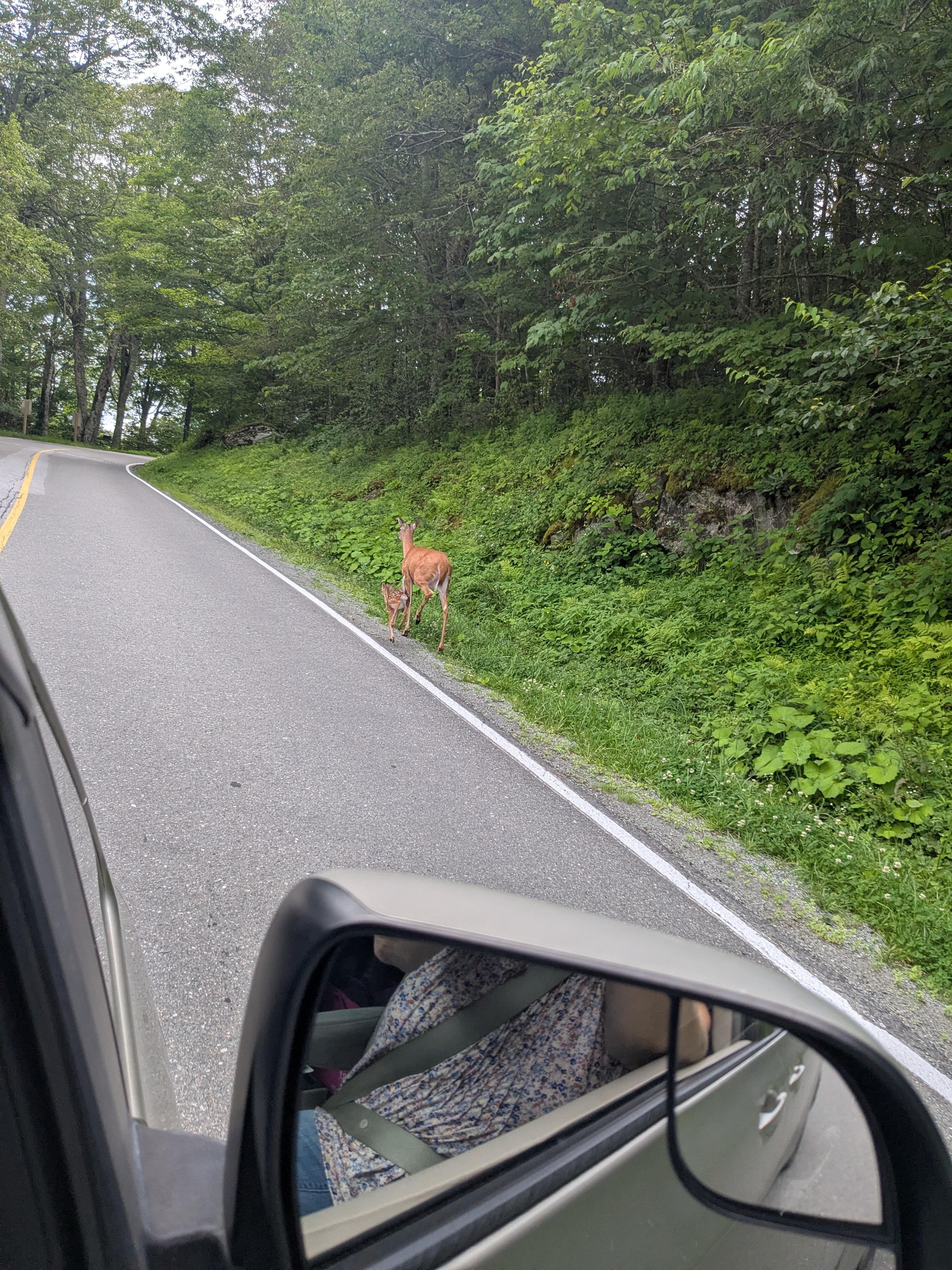 Deer out and about 