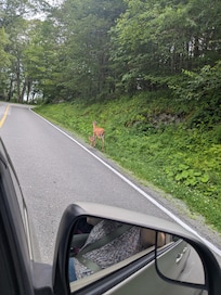 Deer out and about