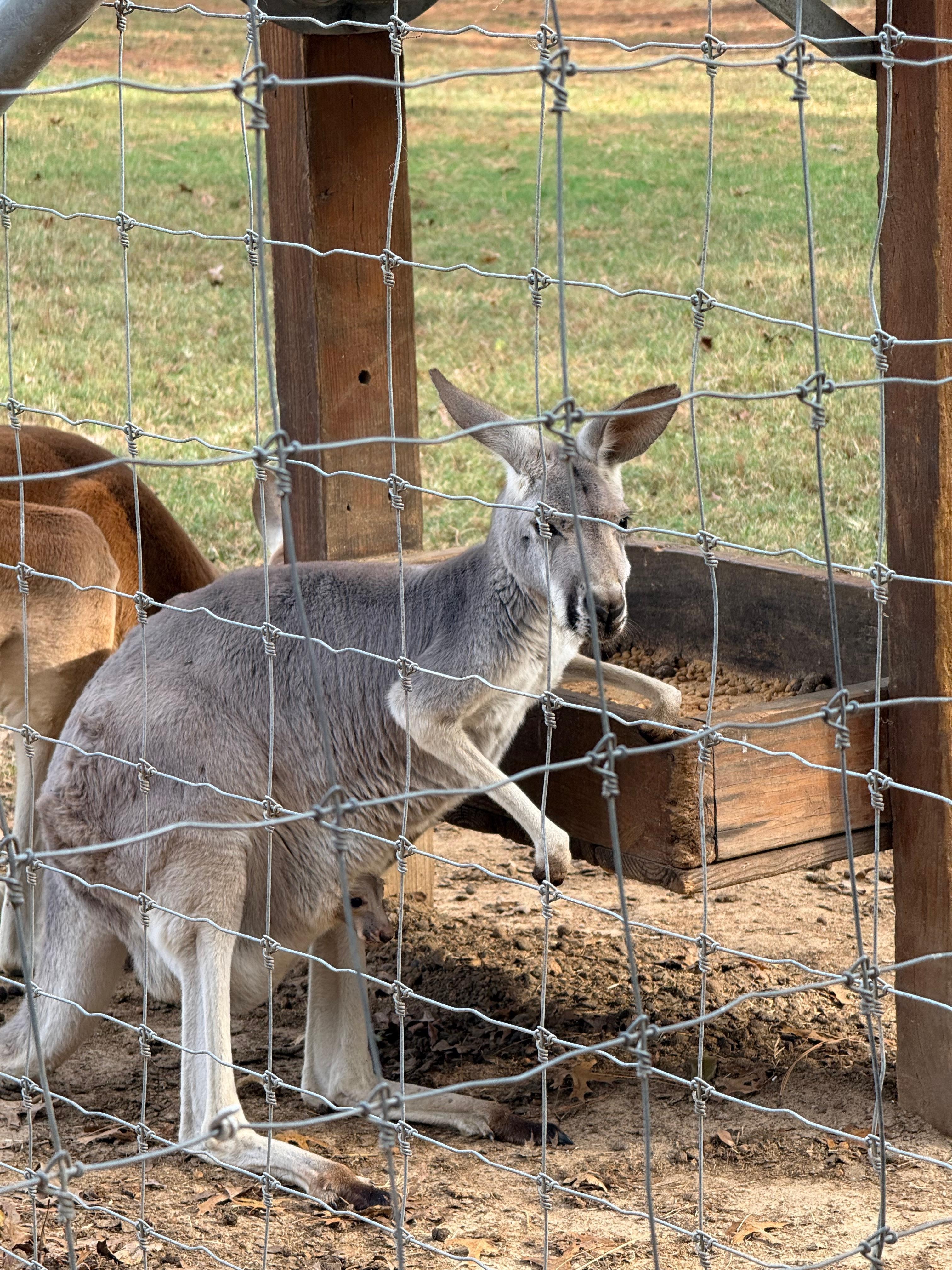 Kangaroo 🦘 at Bama Bucks