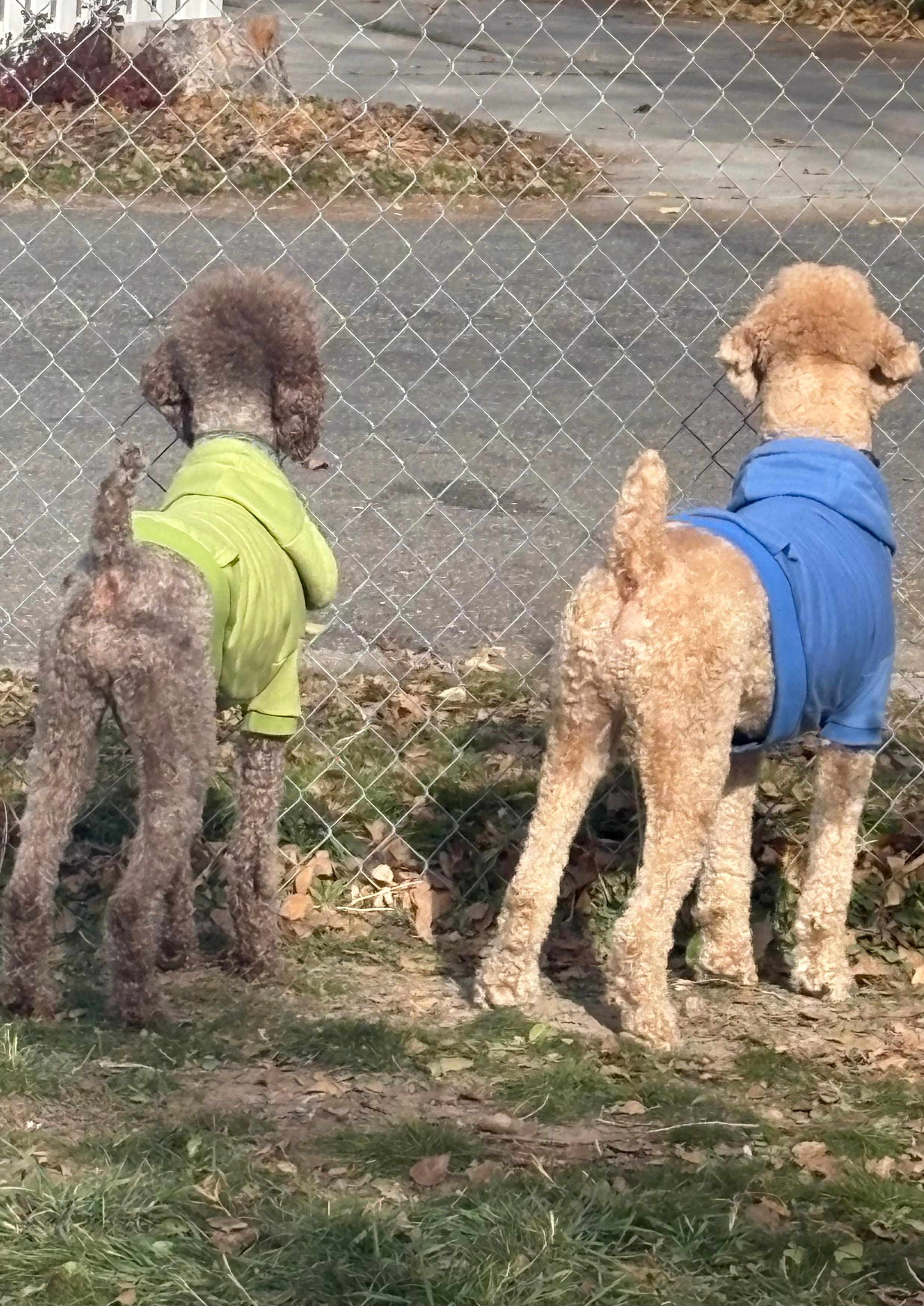 Nosey poodles enjoying the large yard and neighborhood watching 