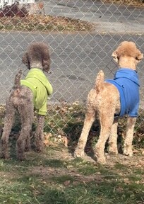 Nosey poodles enjoying the large yard and neighborhood watching