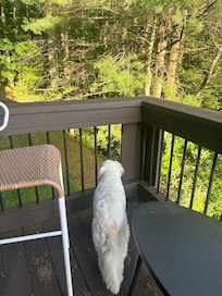 Our pup enjoying the deck.