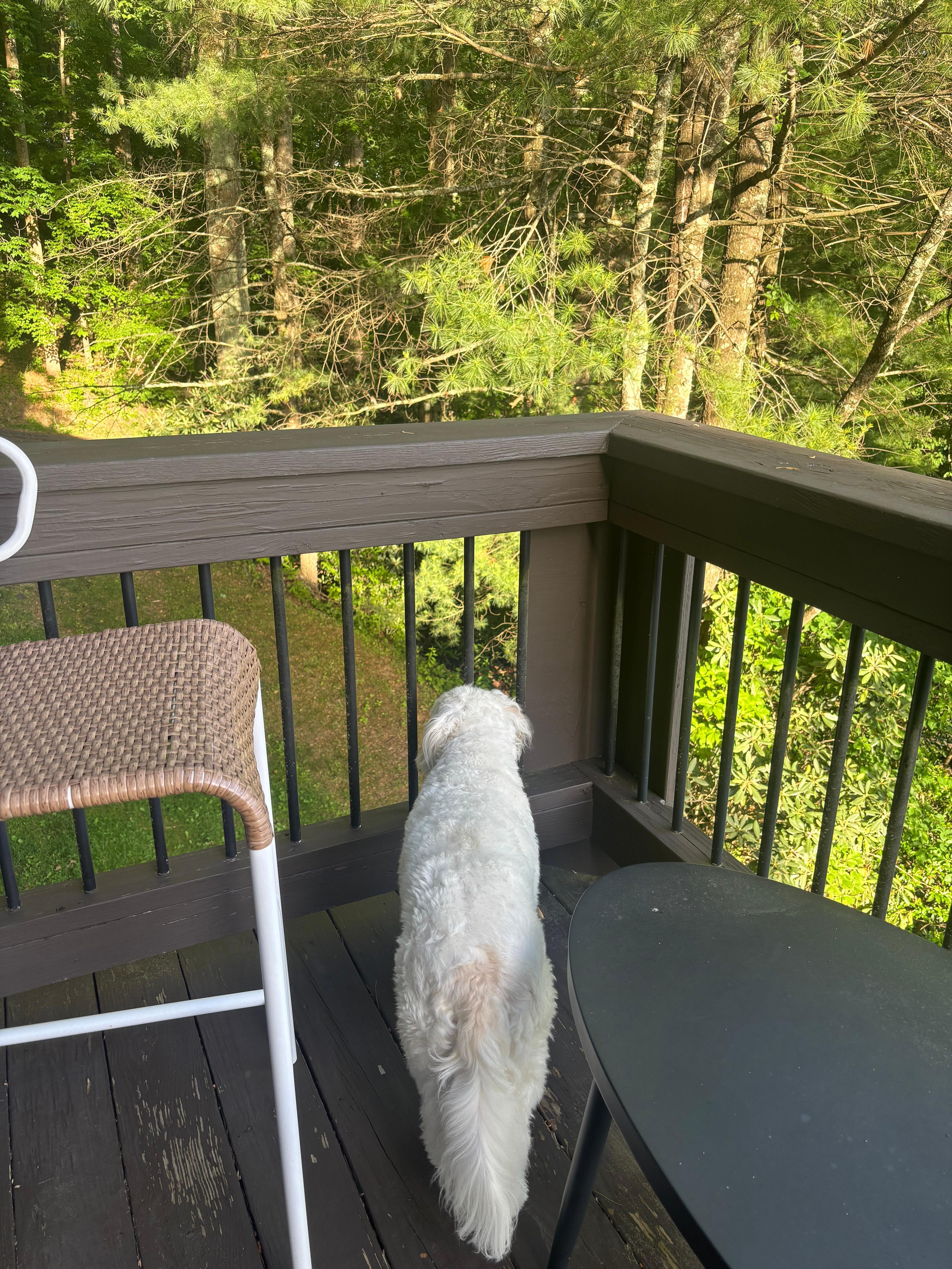 Our pup enjoying the deck.