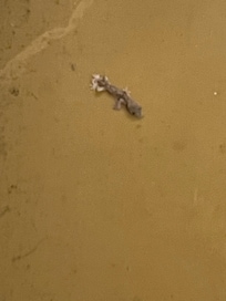 Lizard that slithered into our hotel room