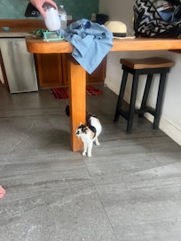 Picture of cat outside. It matches the description in the welcome packet. It tried coming in the house regularly.