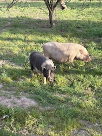 Pet pigs!