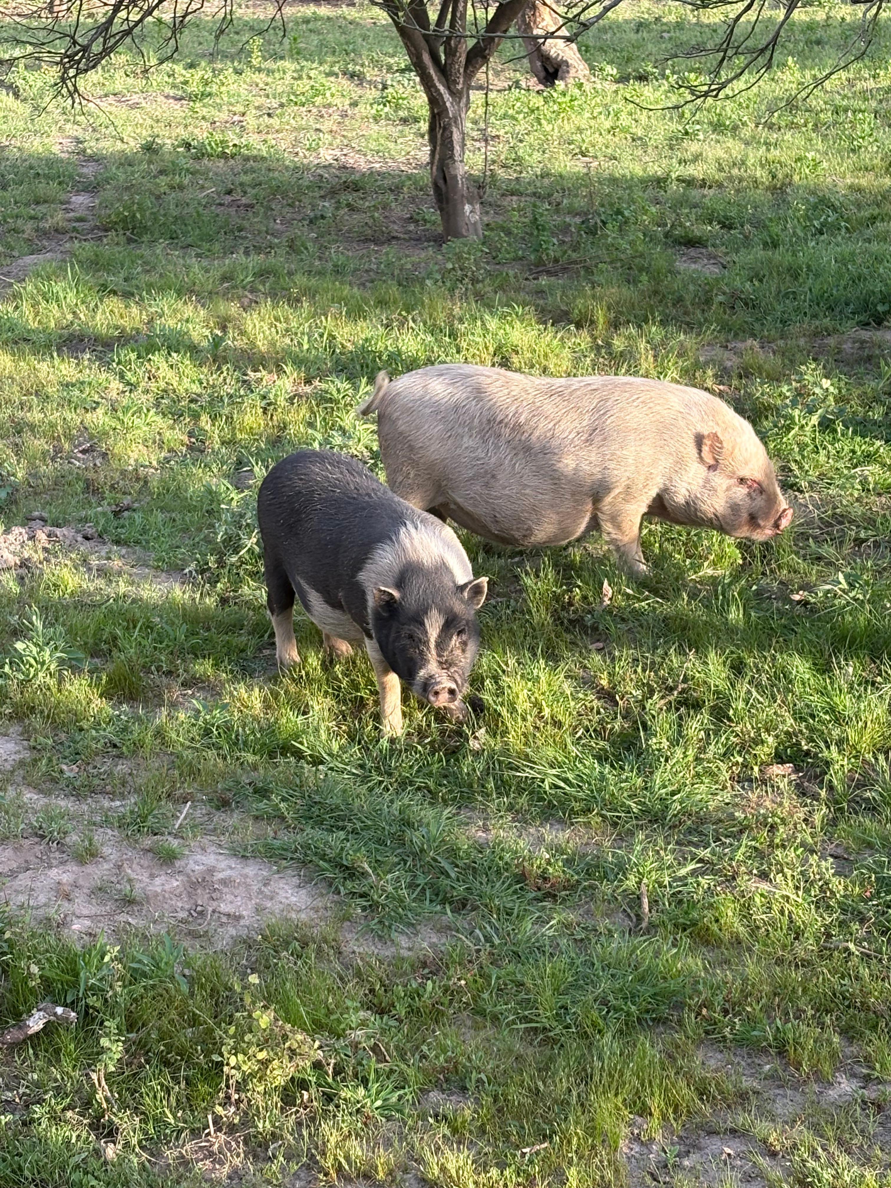 Pet pigs!
