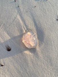 Jellyfish.