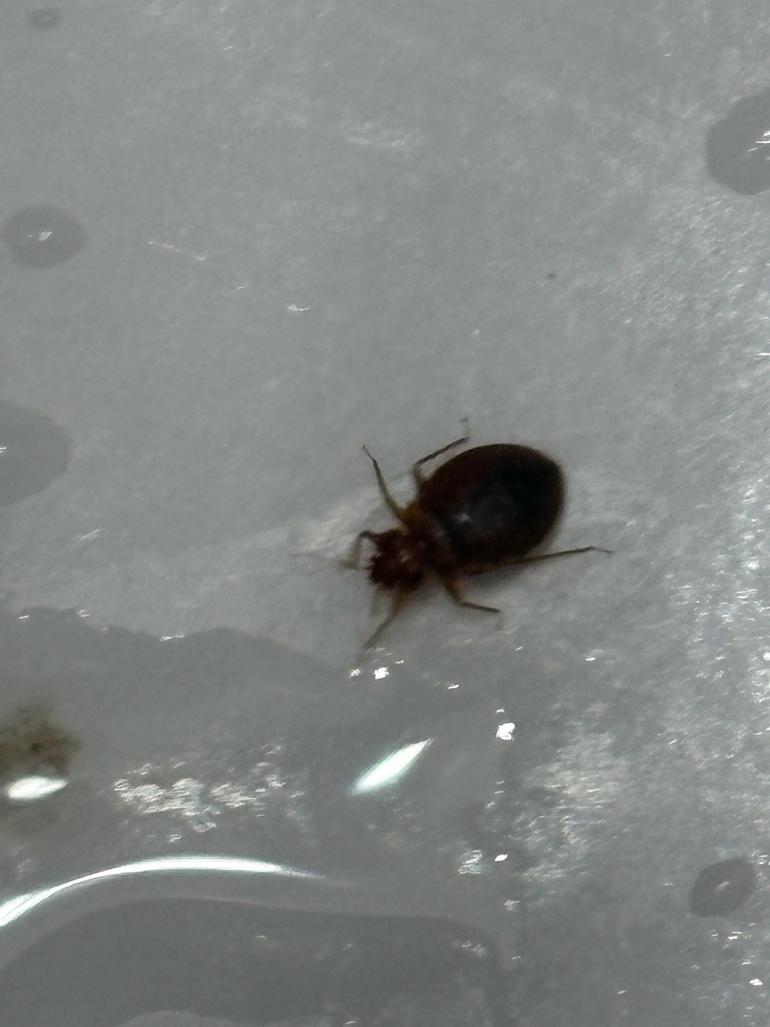 Bedbug. Flicked it off the pillow and into sink in a panic