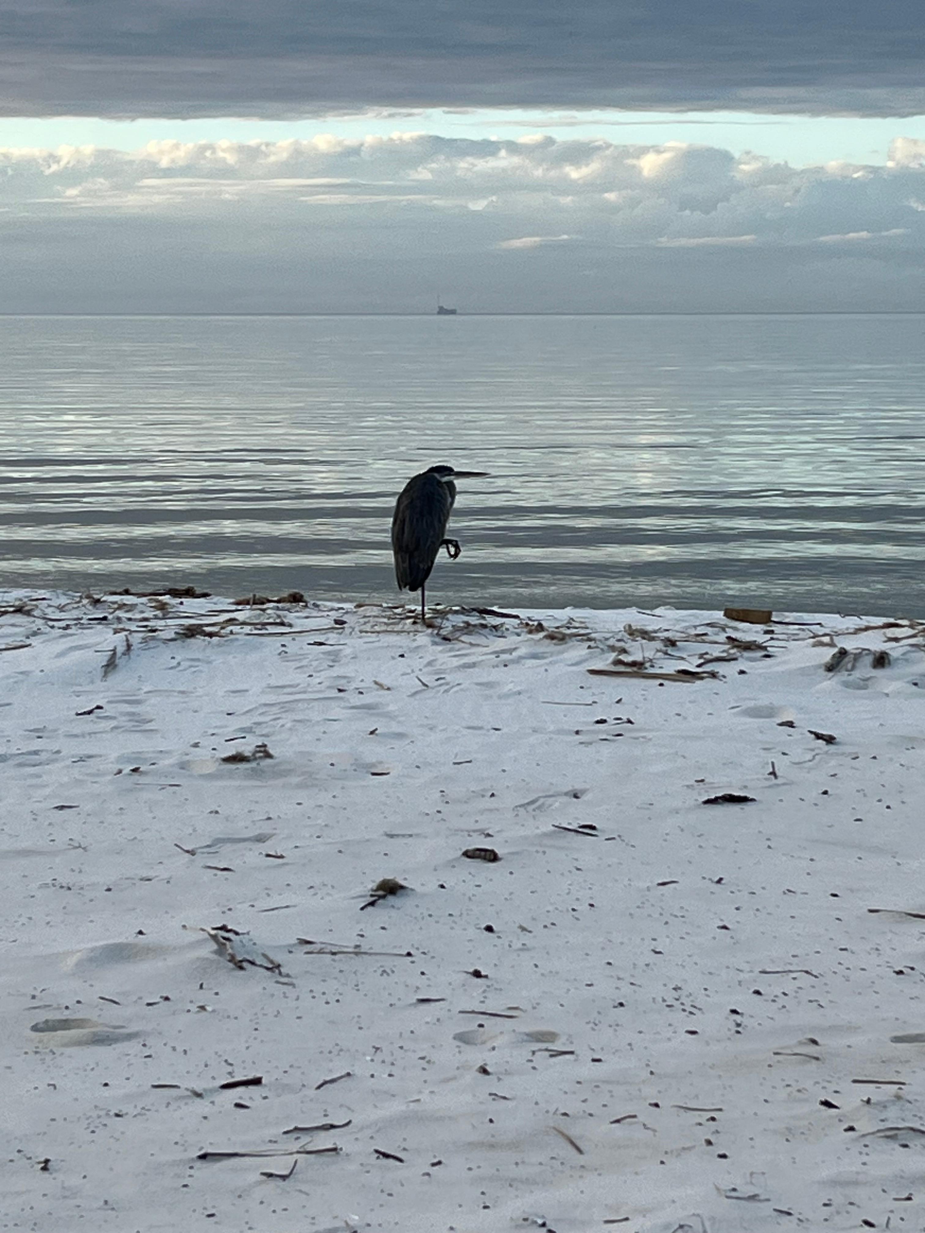 Across the road at a bird sanctuary. 