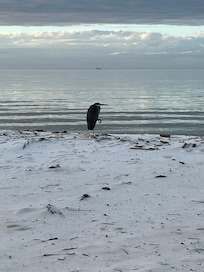 Across the road at a bird sanctuary.