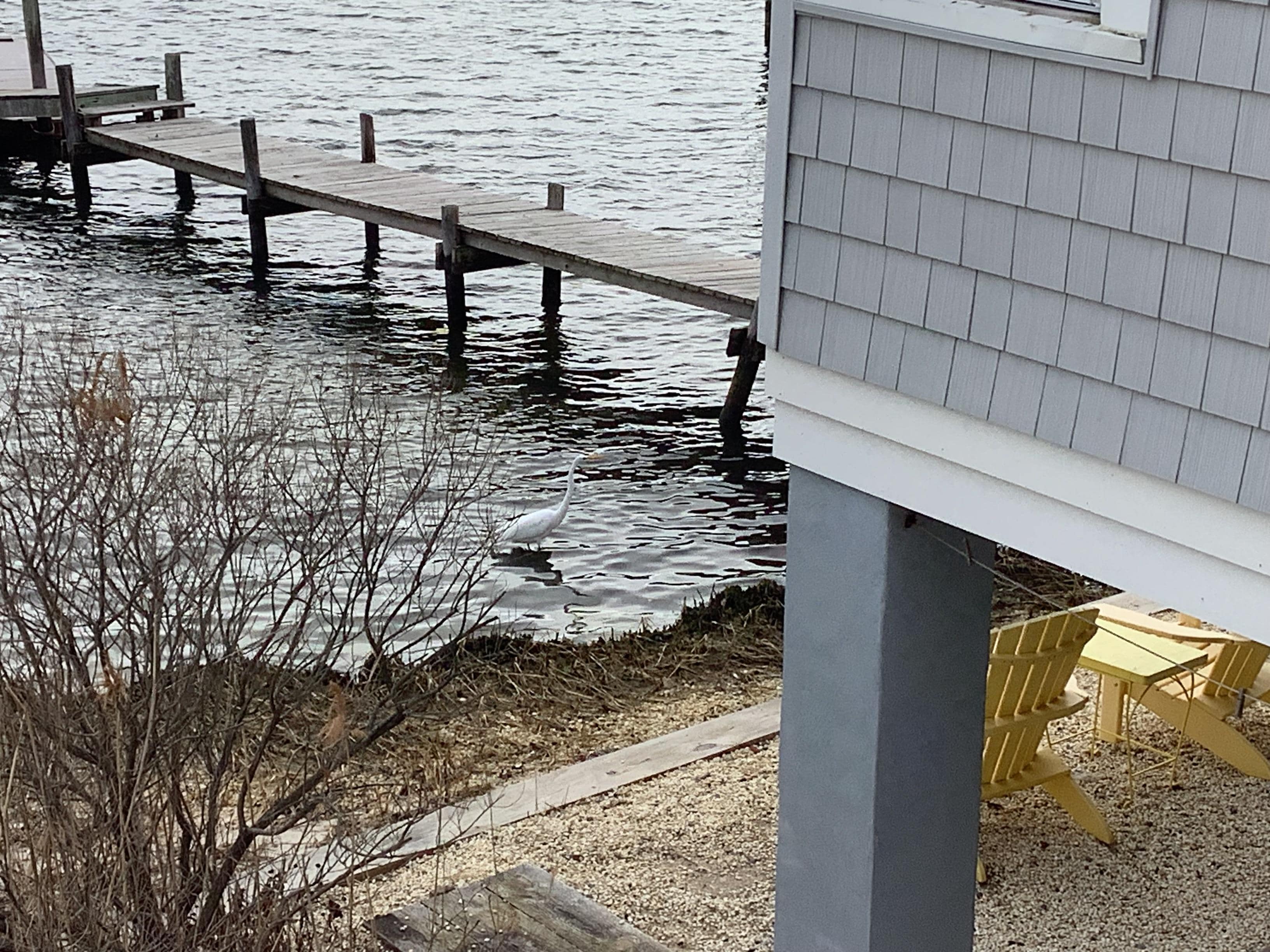 White Heron hung out for hours!