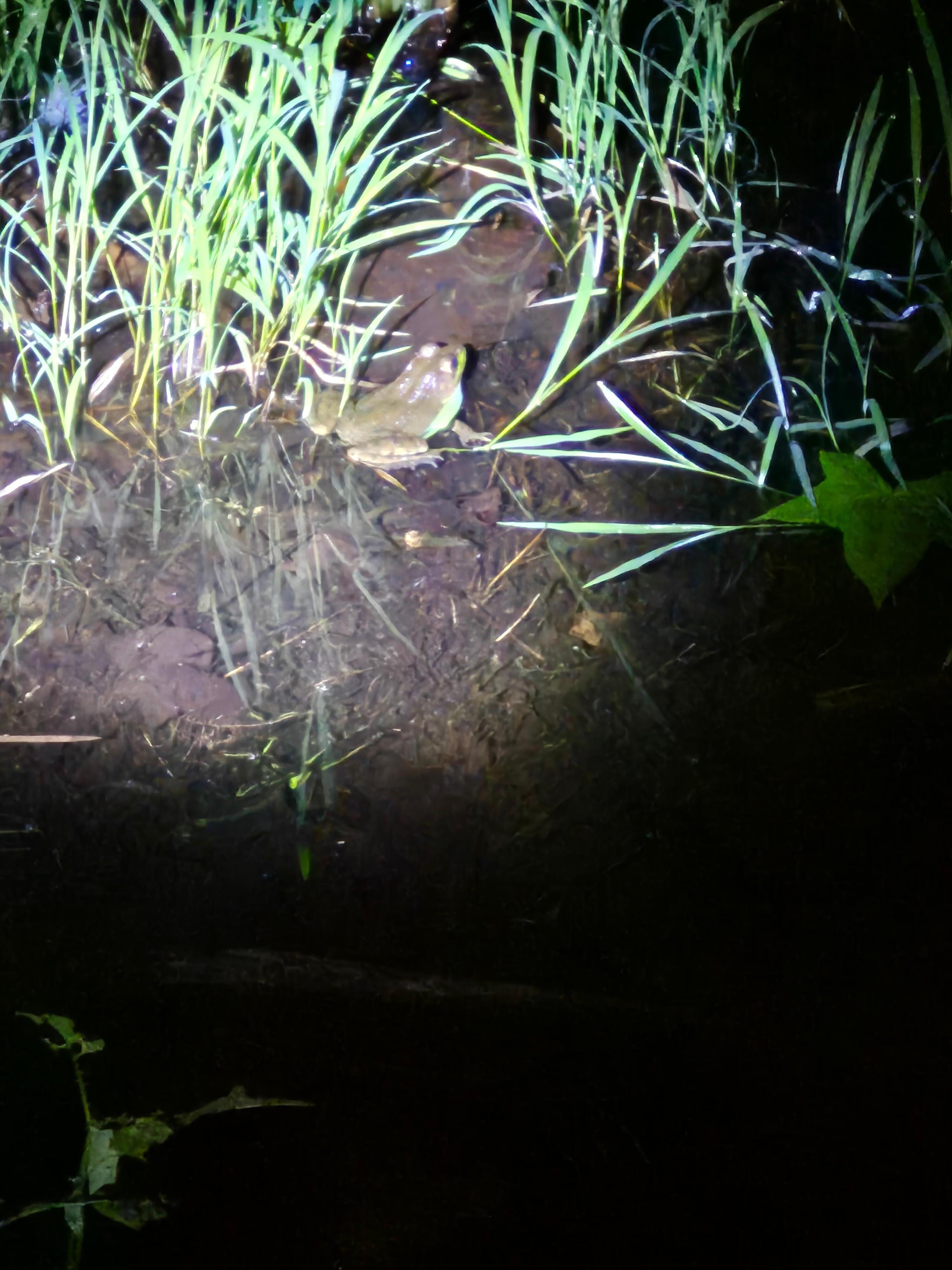 Green frog
