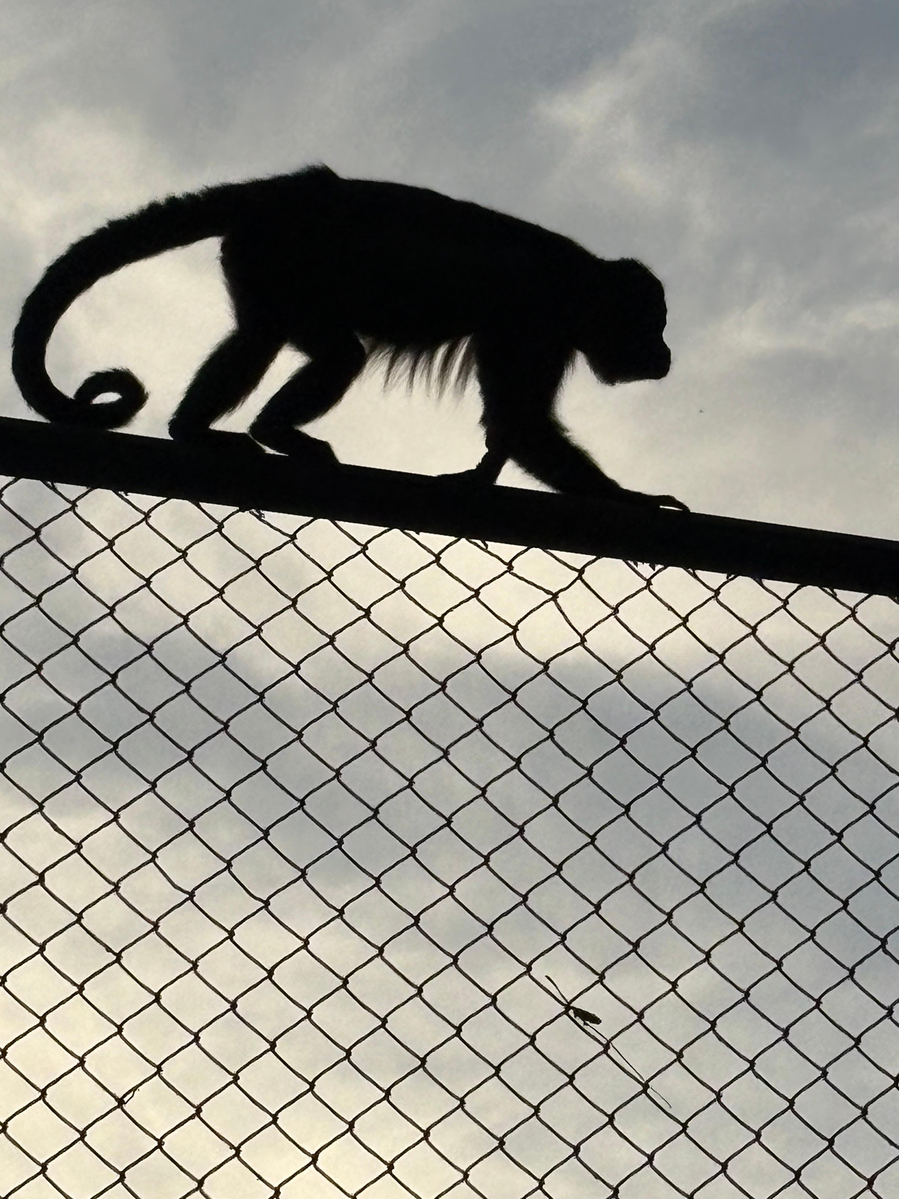 Howler Monkeys by the pool