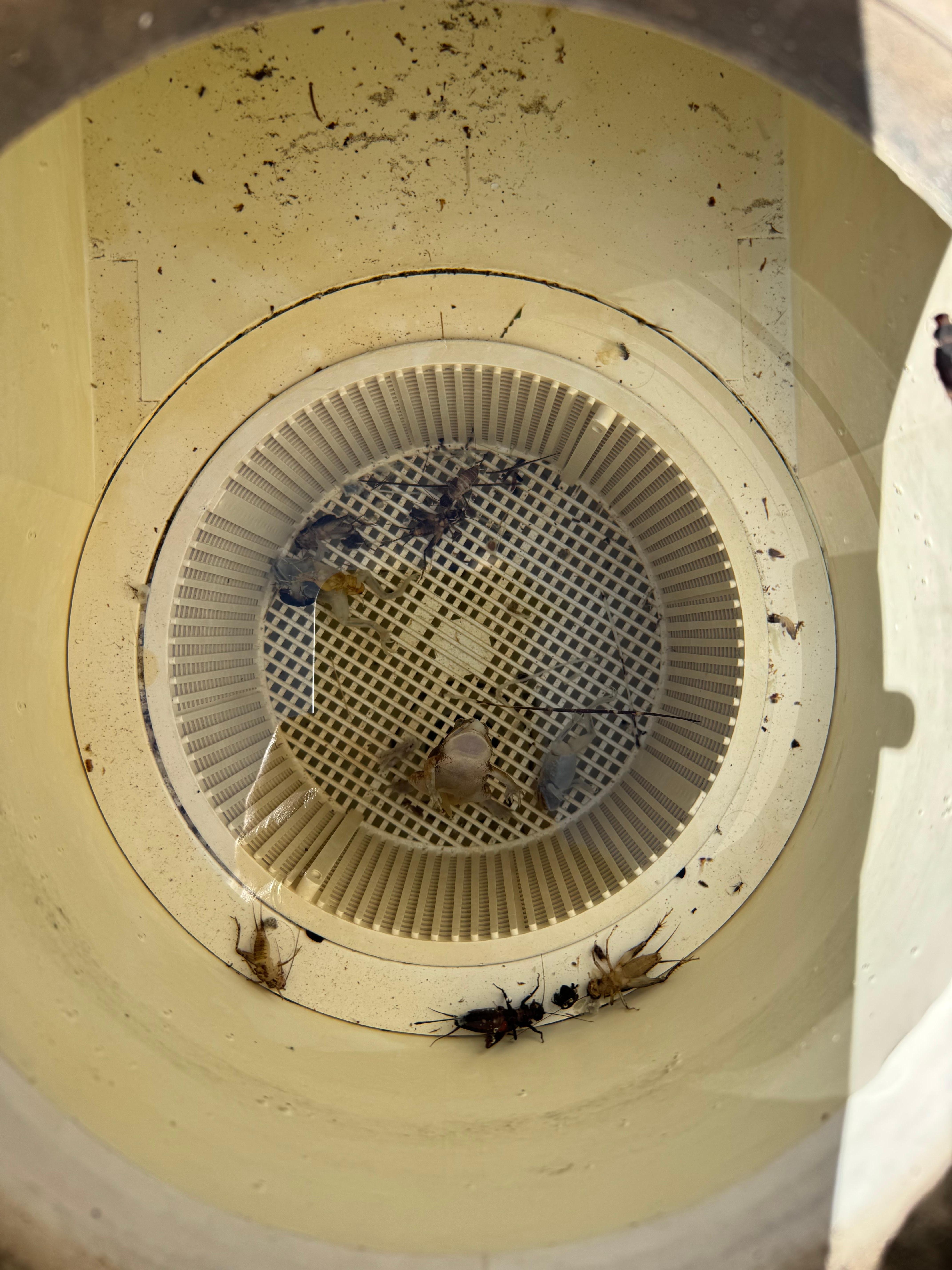 Rotting frog bodies in skimmer baskets
