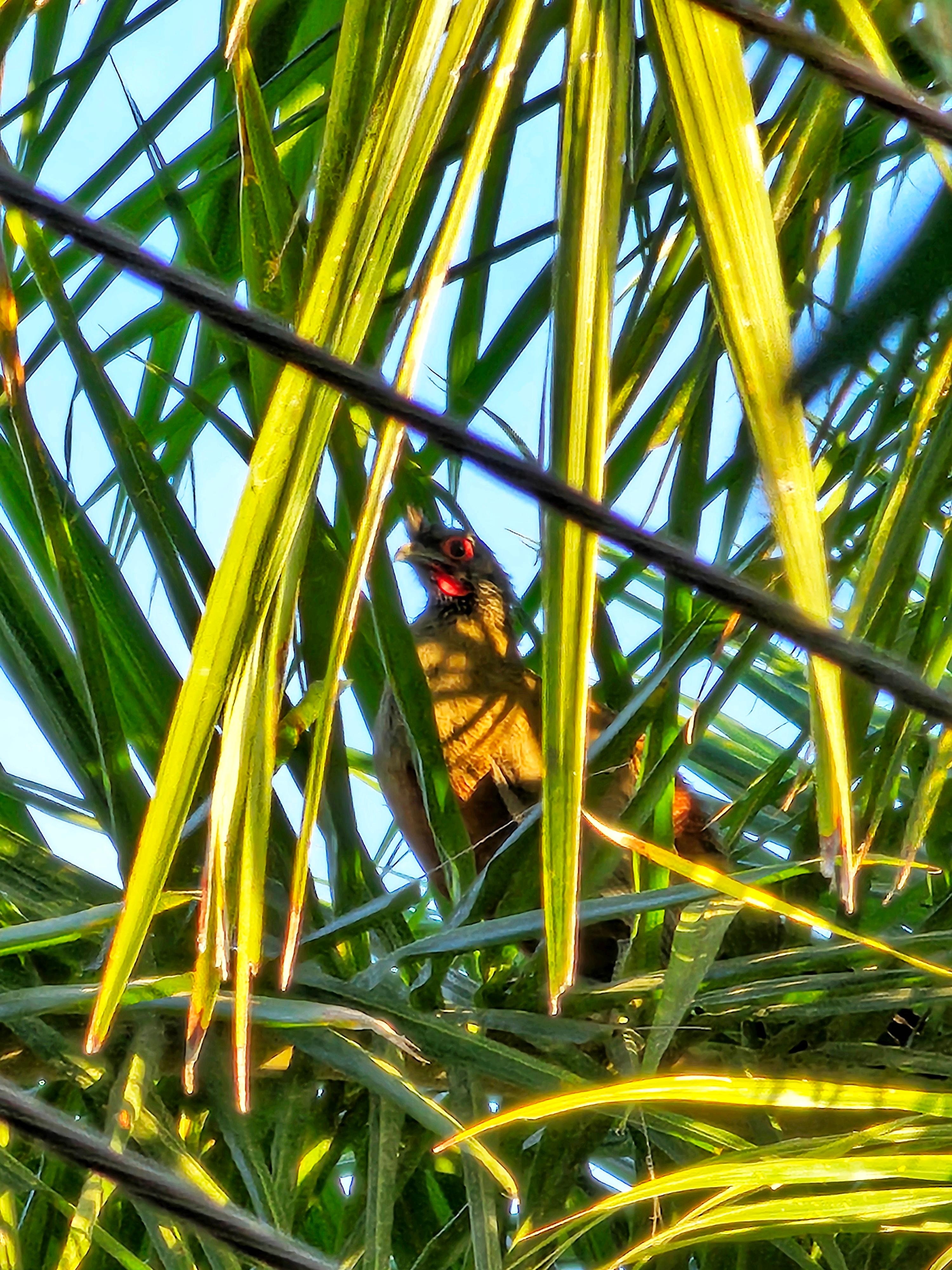 A chachalaca on palm tree in the morning.