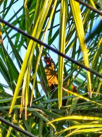 A chachalaca on palm tree in the morning.