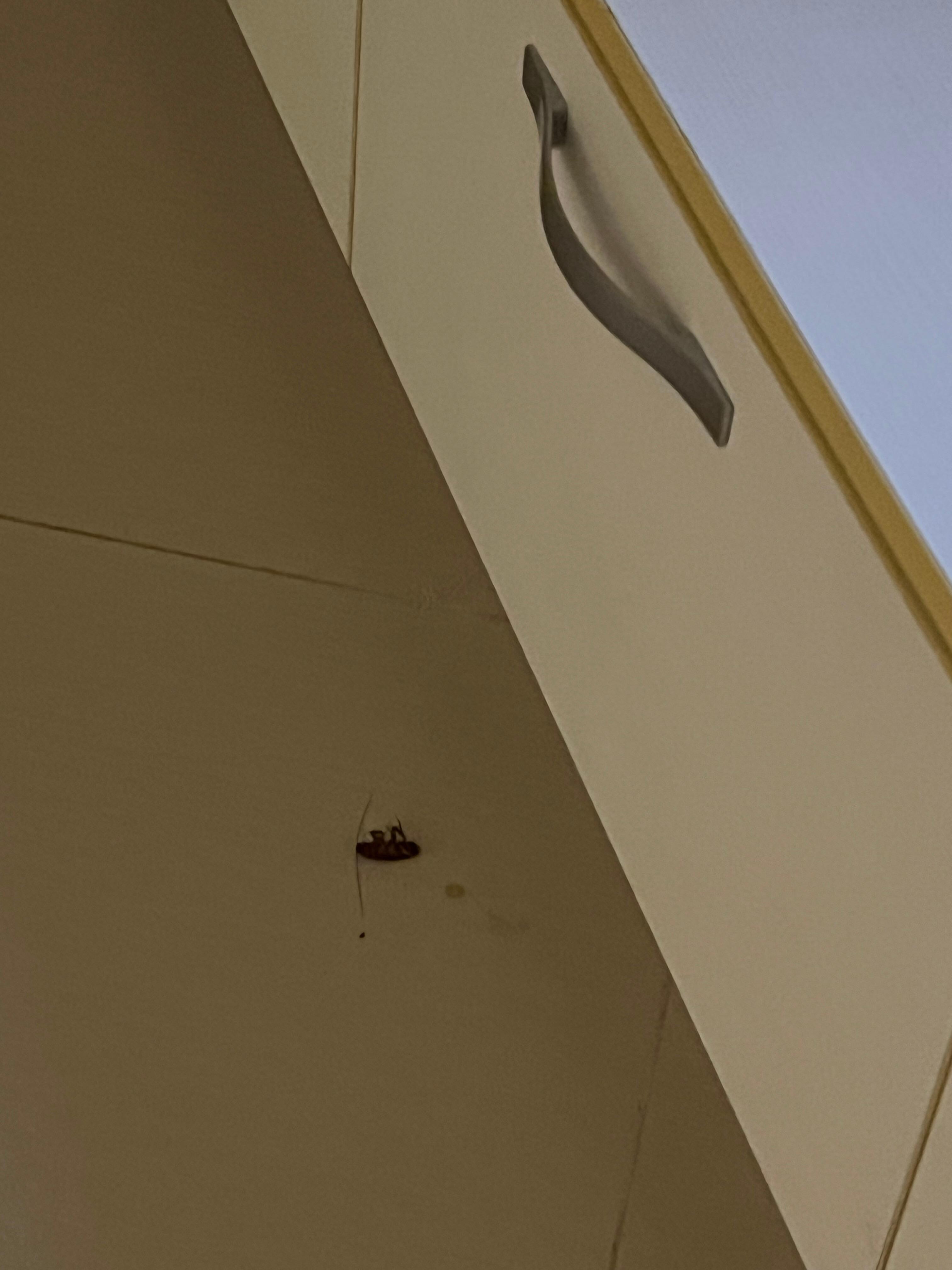 Cockroach