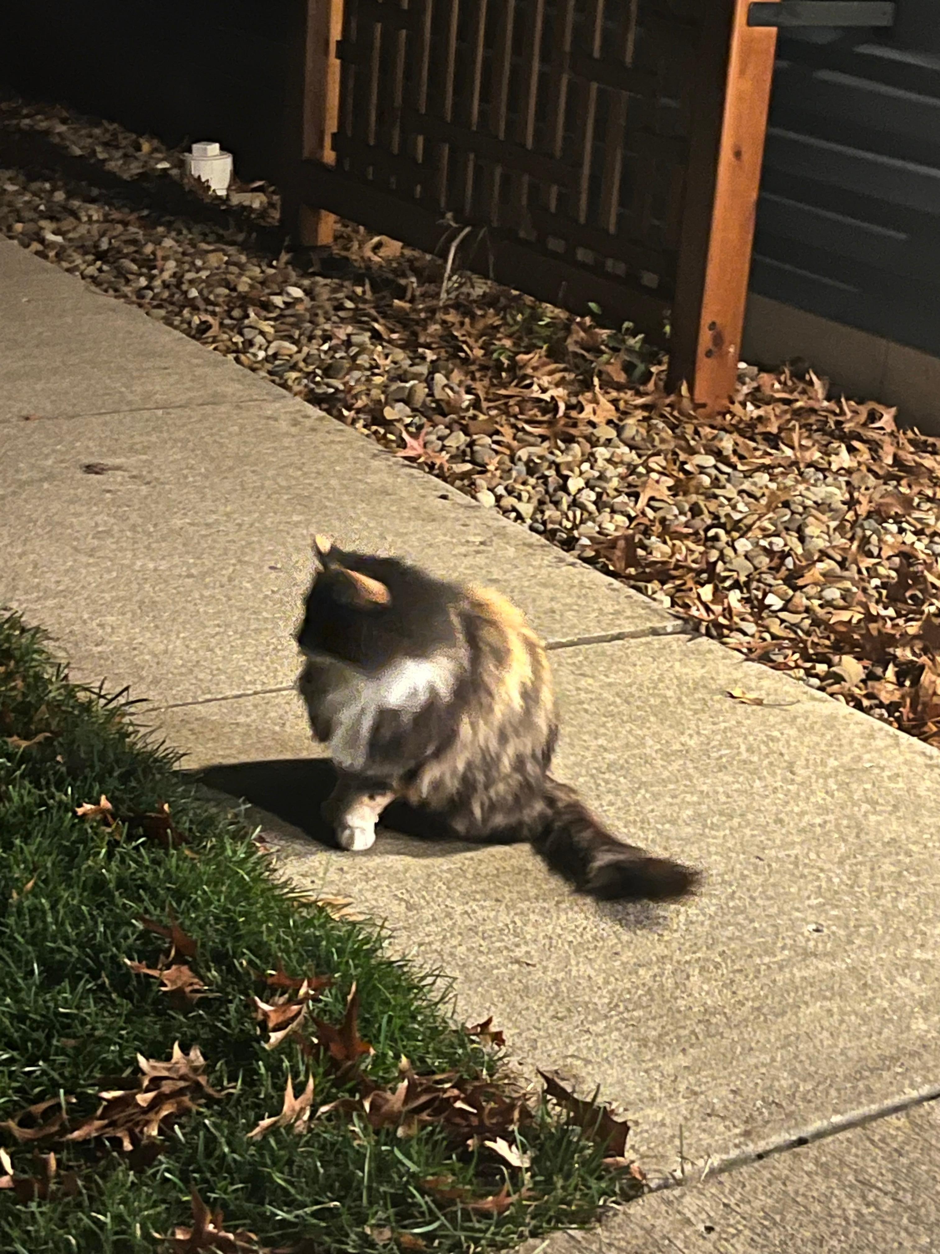 There were 3 cute cats that followed us around. 🩷