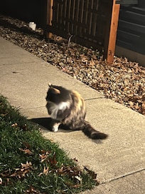 There were 3 cute cats that followed us around. 🩷