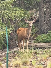 We saw her almost every day by our house❤️