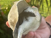 Lizard in one of the beautiful shells in the front of the home