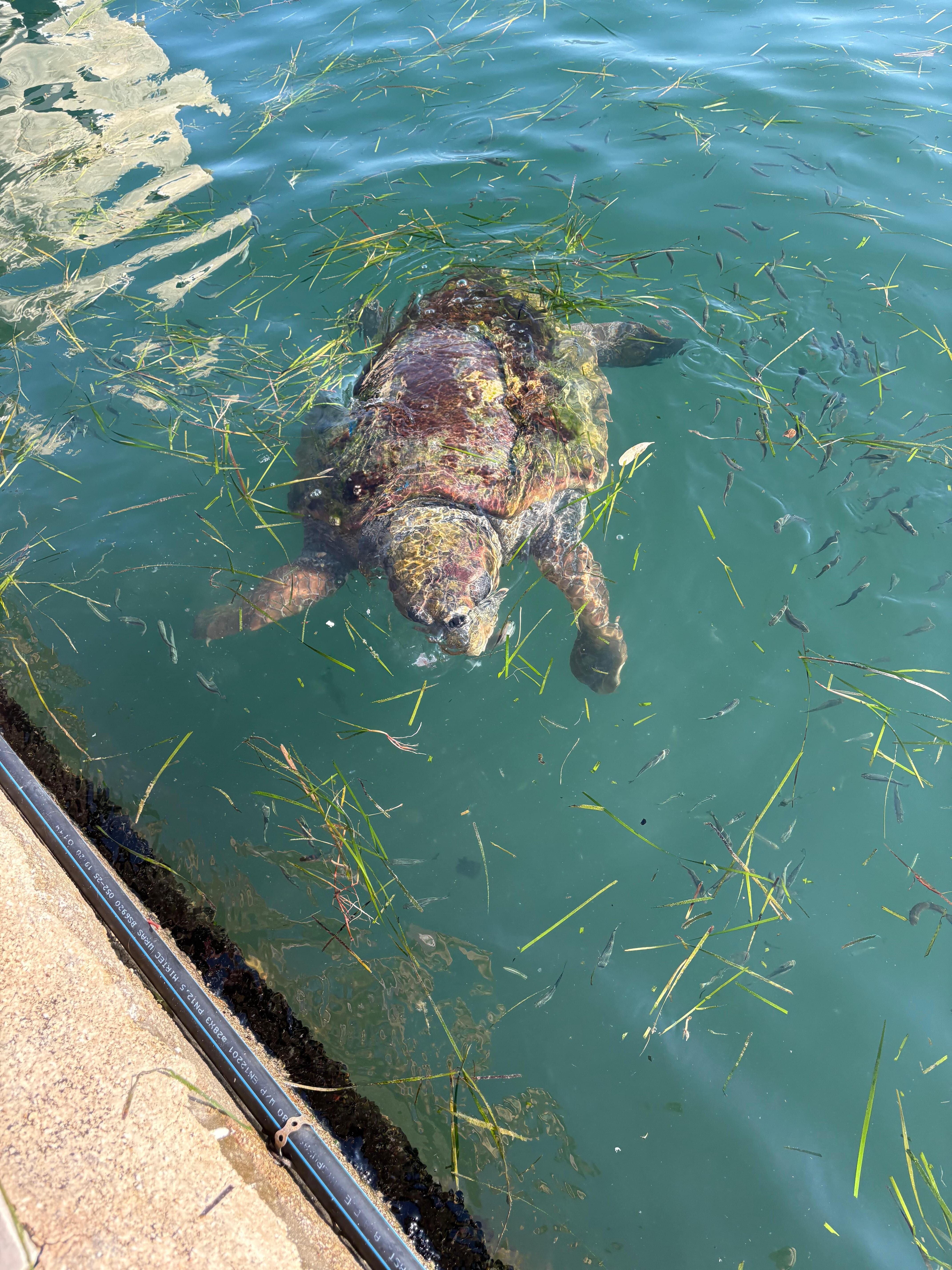 Turtles at Argostoli