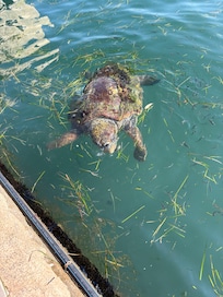 Turtles at Argostoli