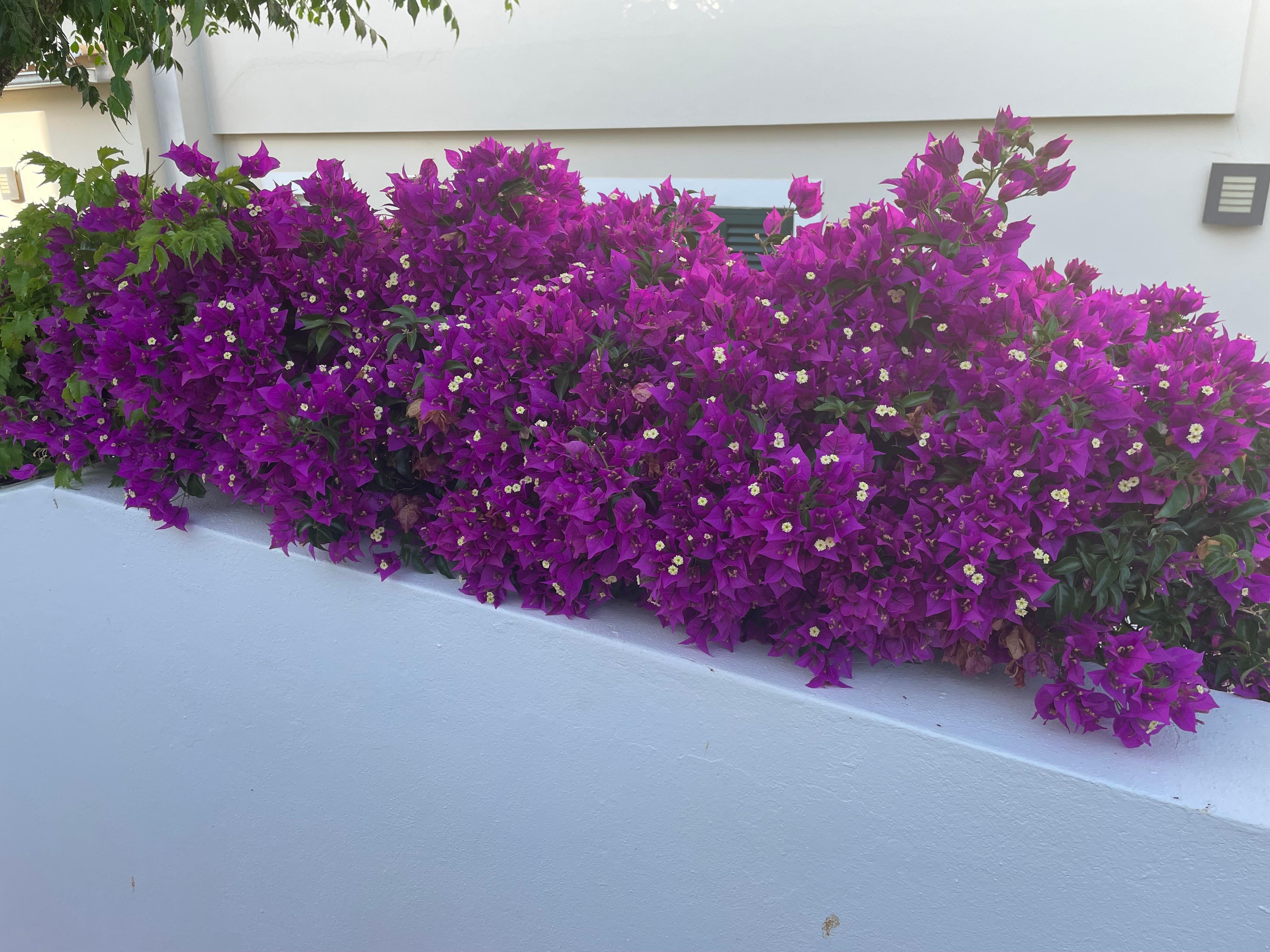 wonderful flowers along the wall of the property