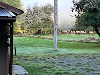Leaving Tuesday morning, I came across a herd of elk grazing in front of the garage. They moved away before I got my camera out.