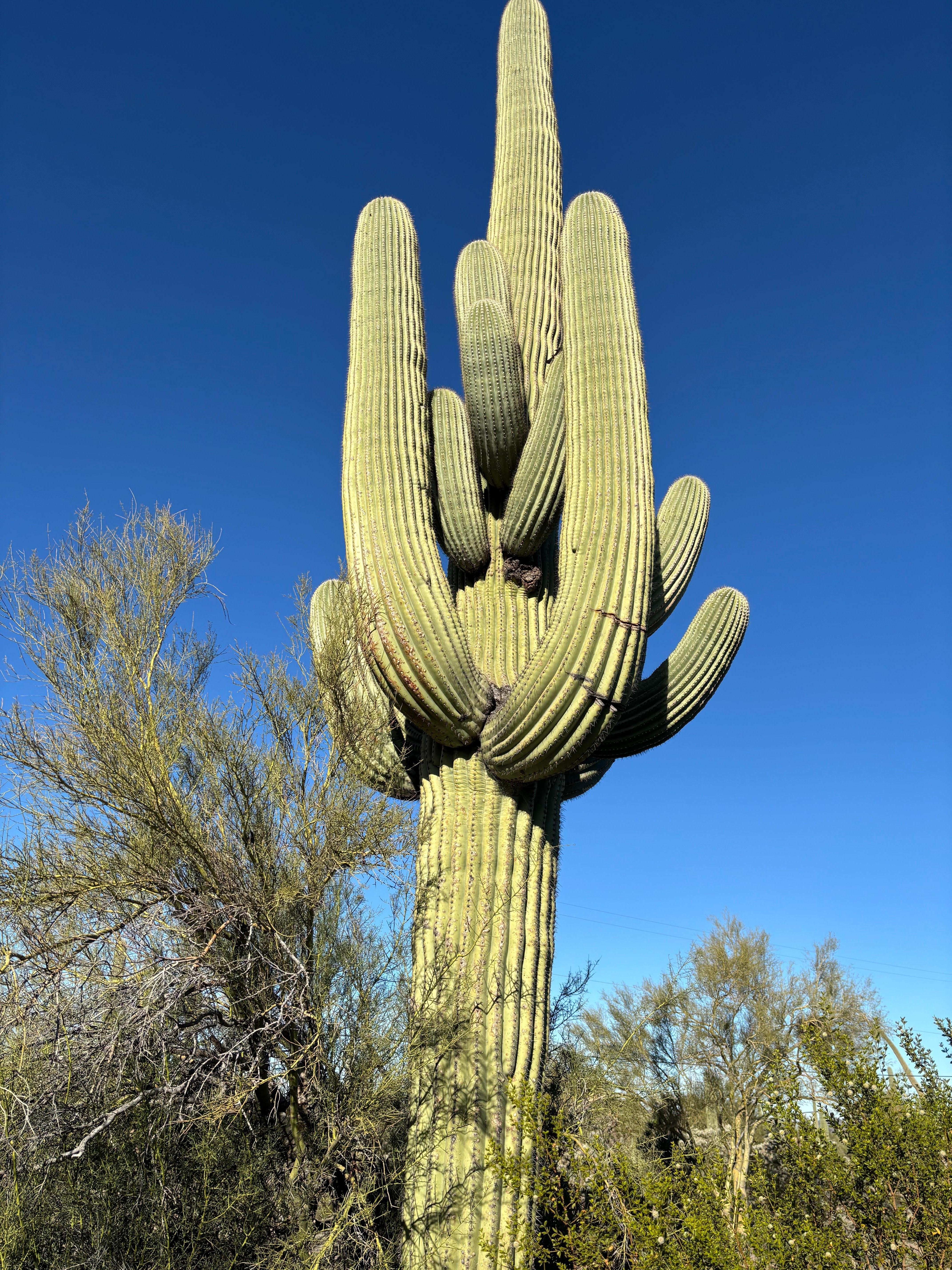 Incredibly large saguaro cactus just outside front door