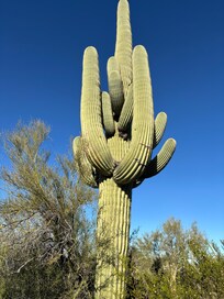 Incredibly large saguaro cactus just outside front door