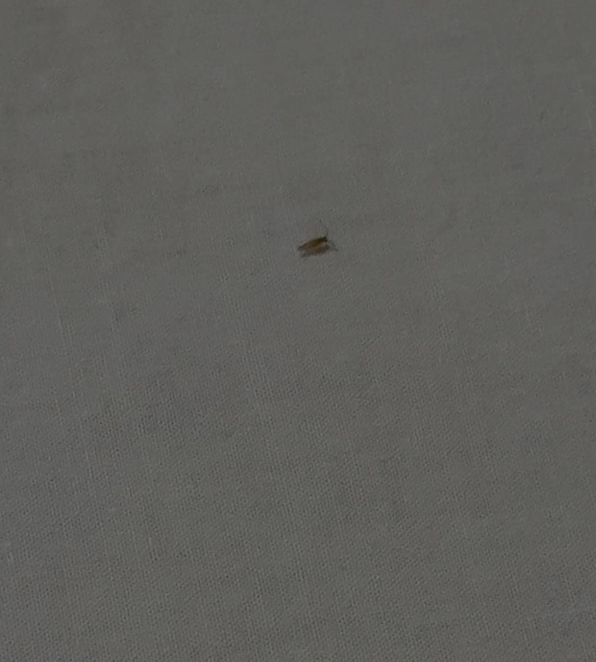 This is the bug
