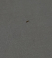 This is the bug