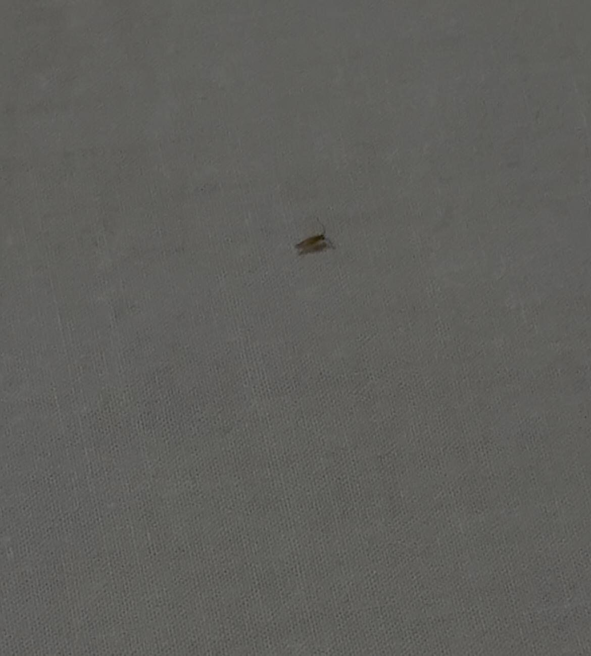 This is the bug