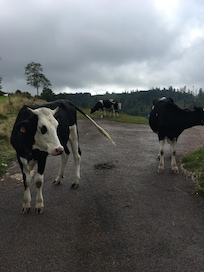 Promenade sur la route dès plateau