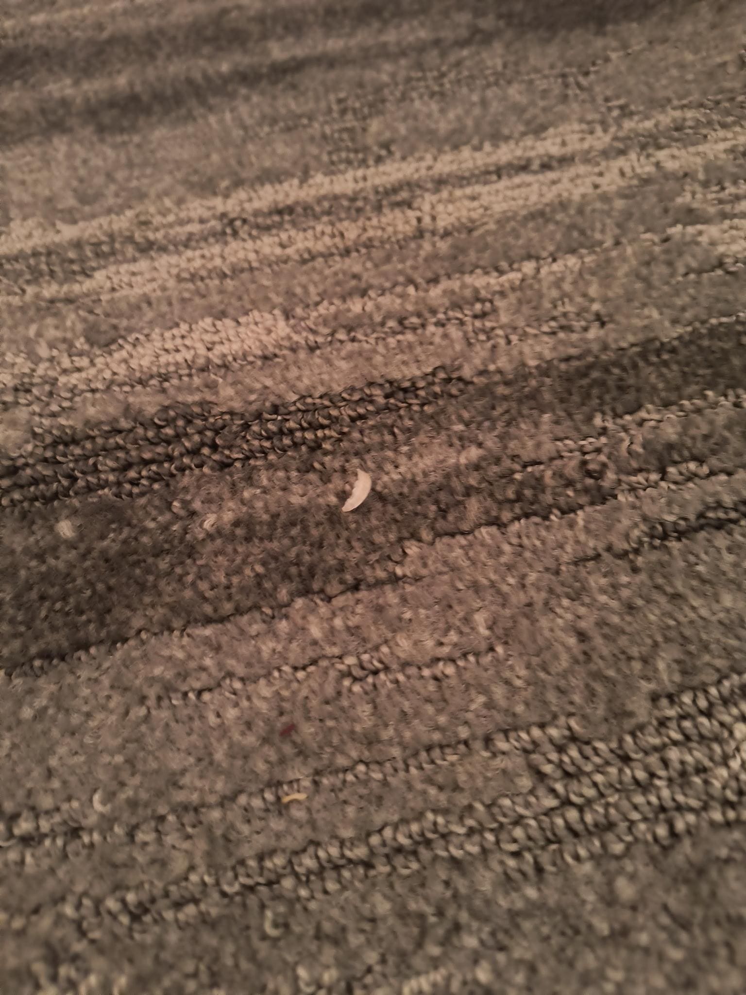 toenails in carpet