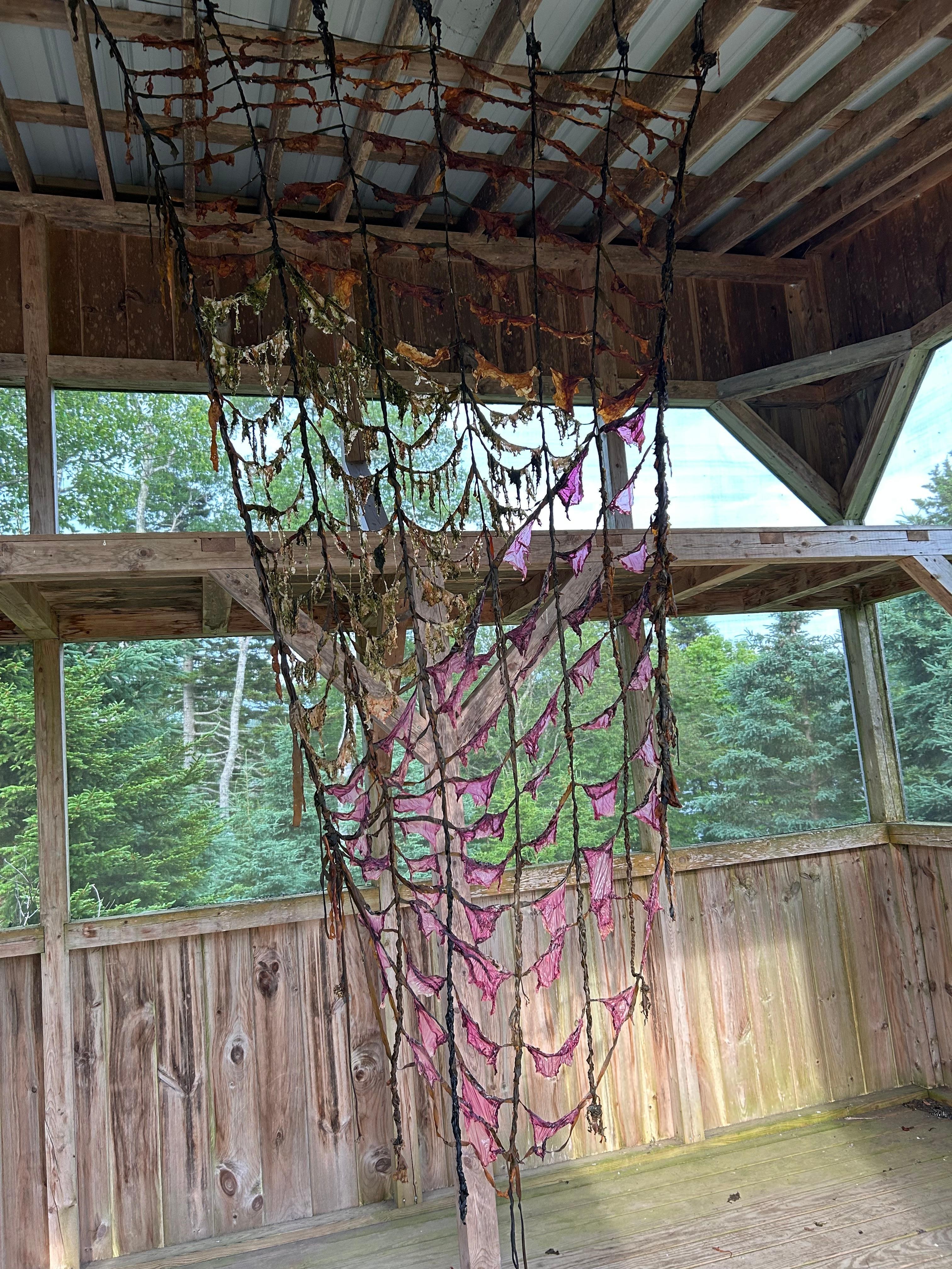 Seaweed art in the screened in barn/shed