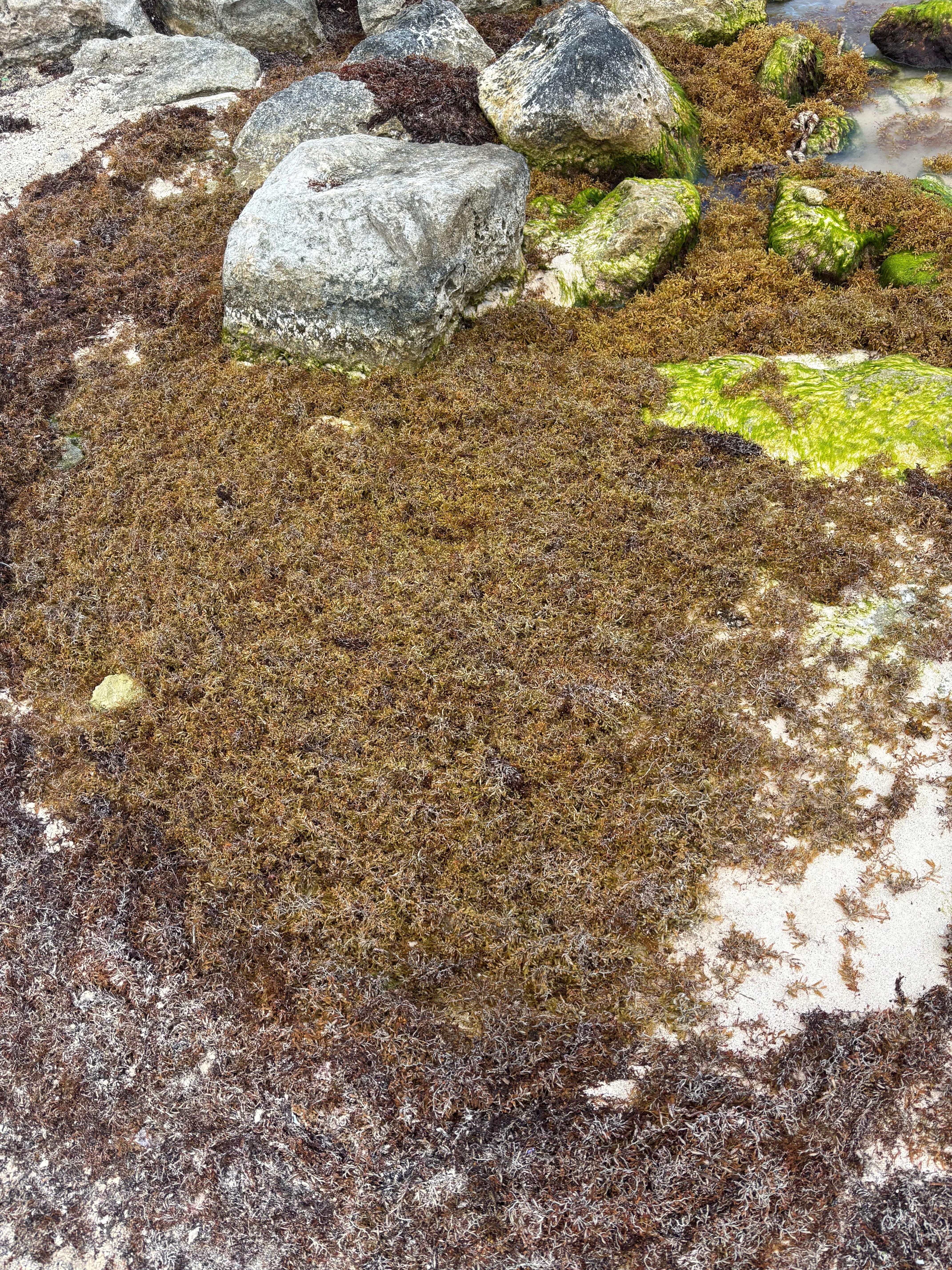 There was a lot of seaweed and rocky entrance to ocean 
I got an ear infection after 1 snorkel in the bay 
