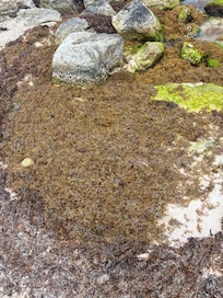 There was a lot of seaweed and rocky entrance to ocean
I got an ear infection after 1 snorkel in the bay