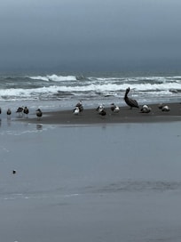 Beach Wildlife