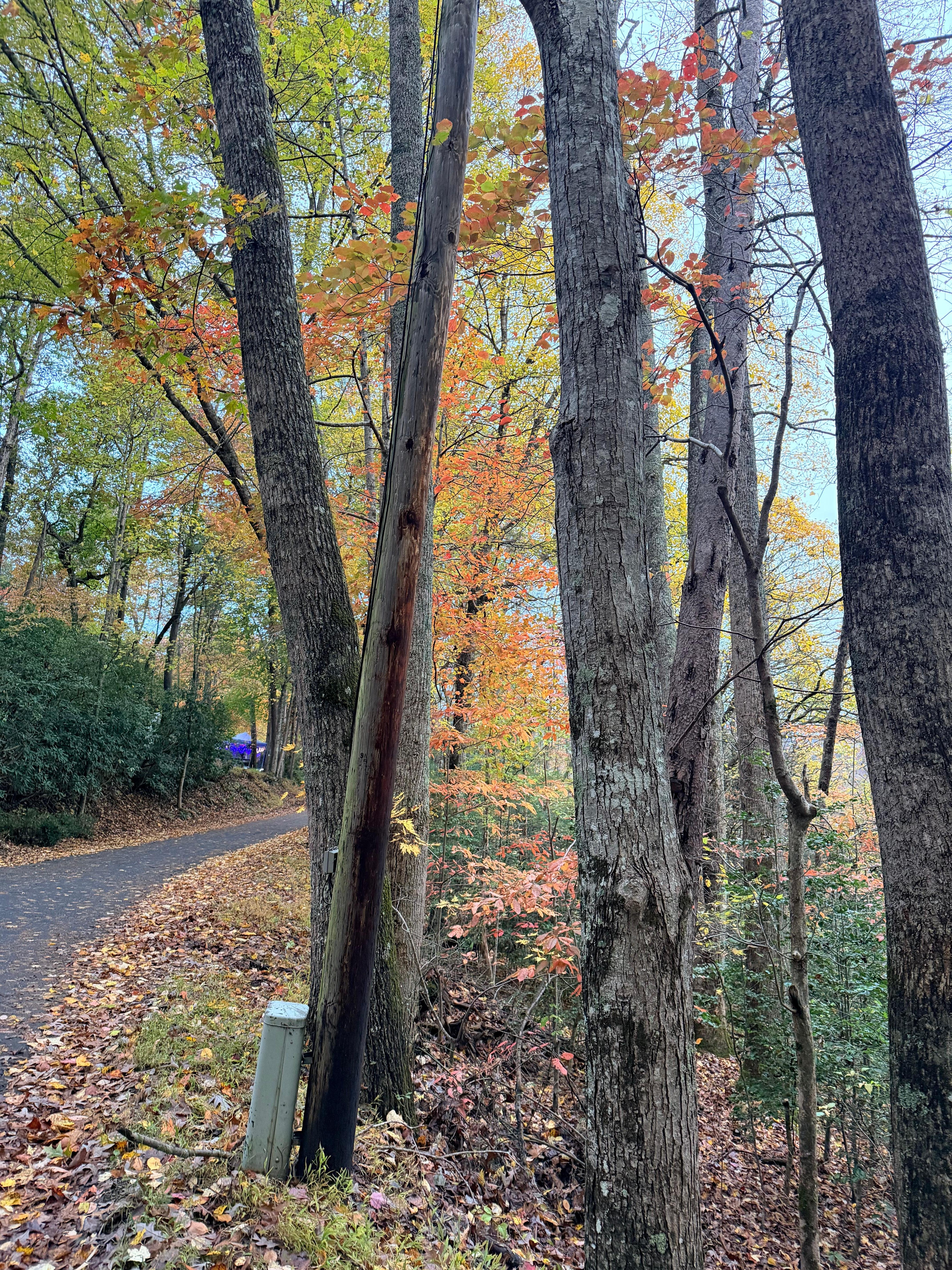 Looking down the road from the house